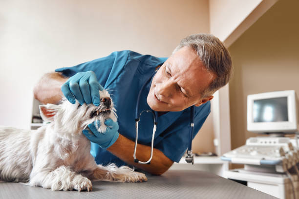 Best Emergency Dental Services Near Me  in St Augustine South, FL